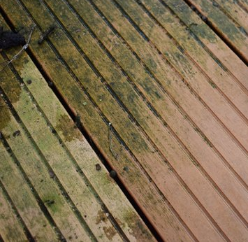 algae on decking causes floor slips